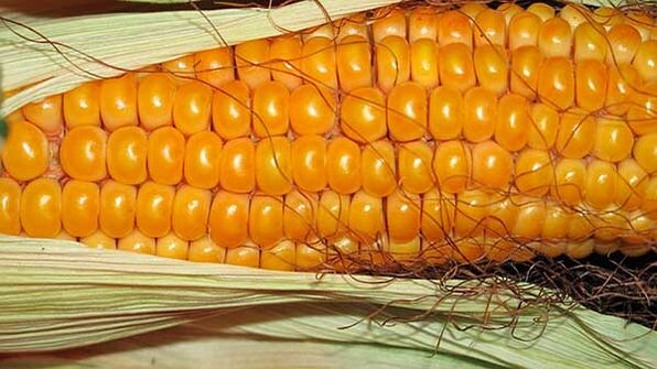 Česa ne smete jesti na keto dieti